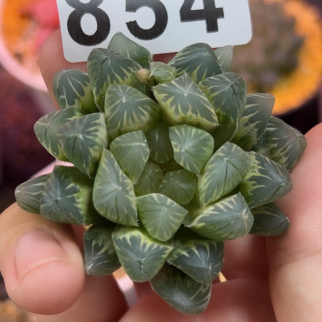 854红红火火恍恍惚惚