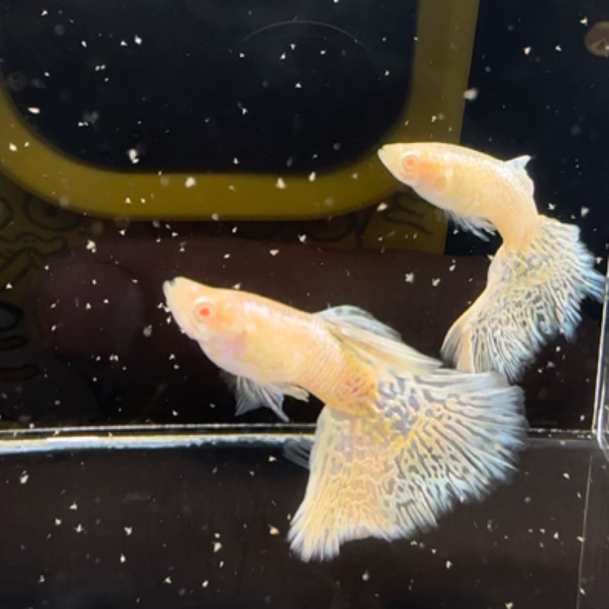 孔雀鱼白蛇白子越南种鱼淡水鱼观赏鱼小型鱼热带鱼胎生鱼网红小鱼