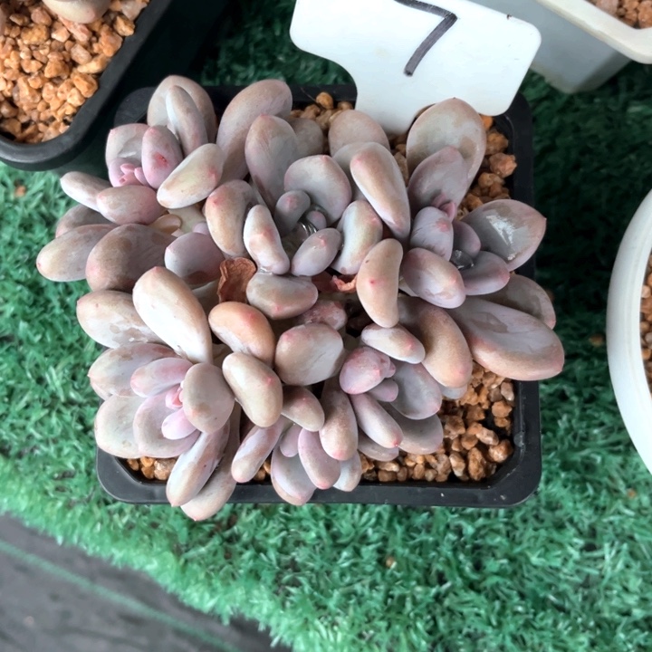 三明治7号码牌子的话题