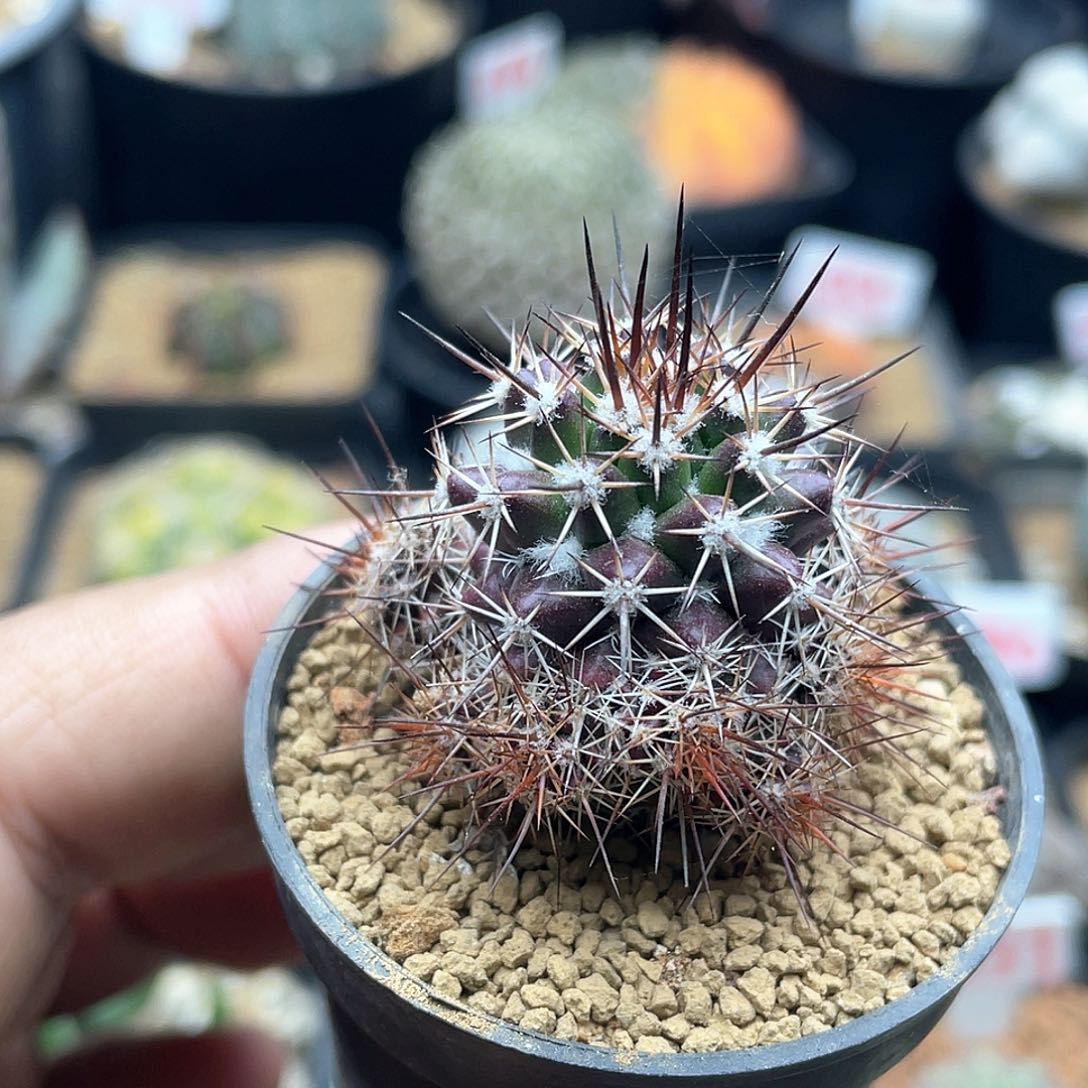 实生紫肌宝塔丸仙人球