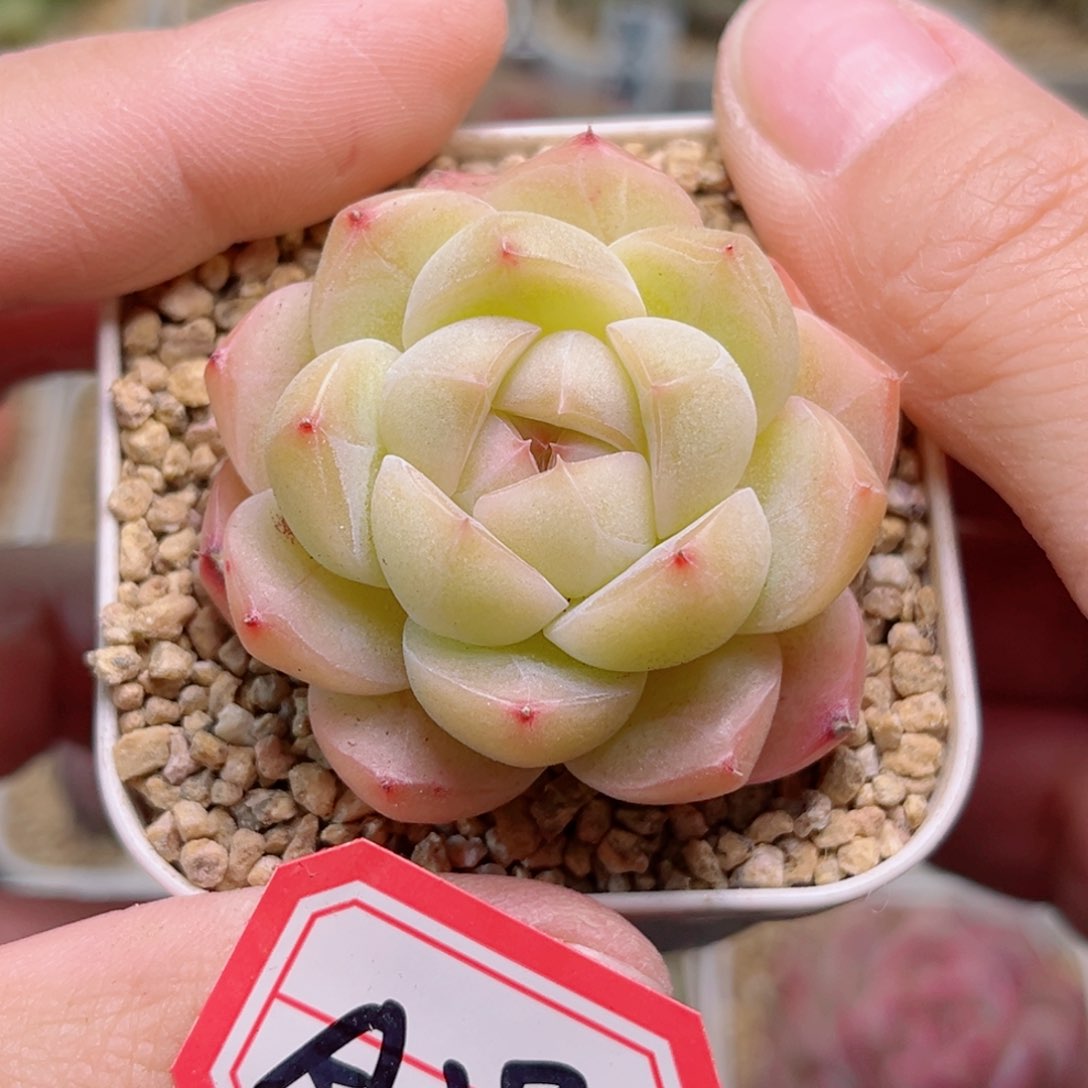 A298 一物一拍 孤品珍妮