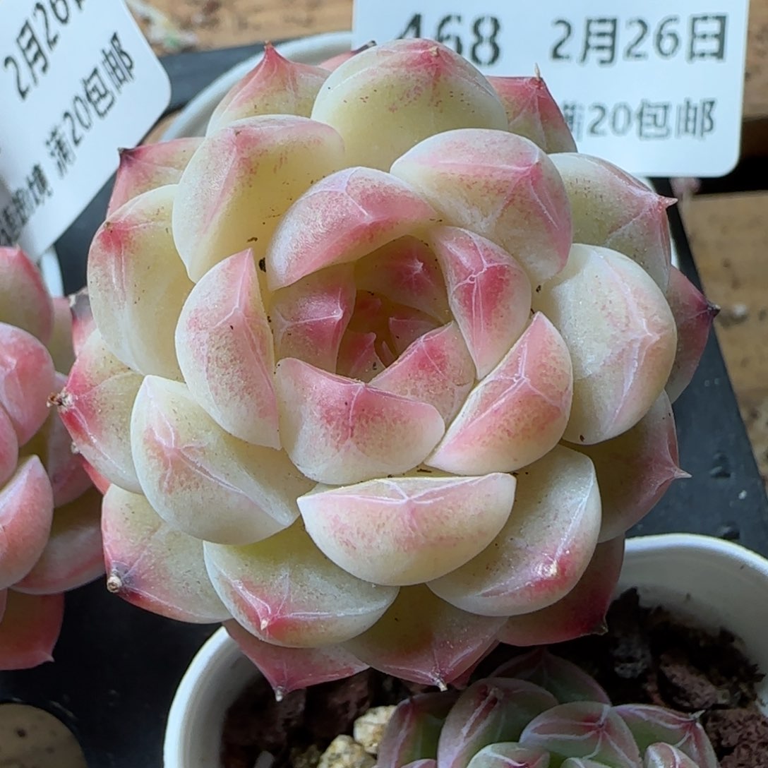 花语逸镜0226-468