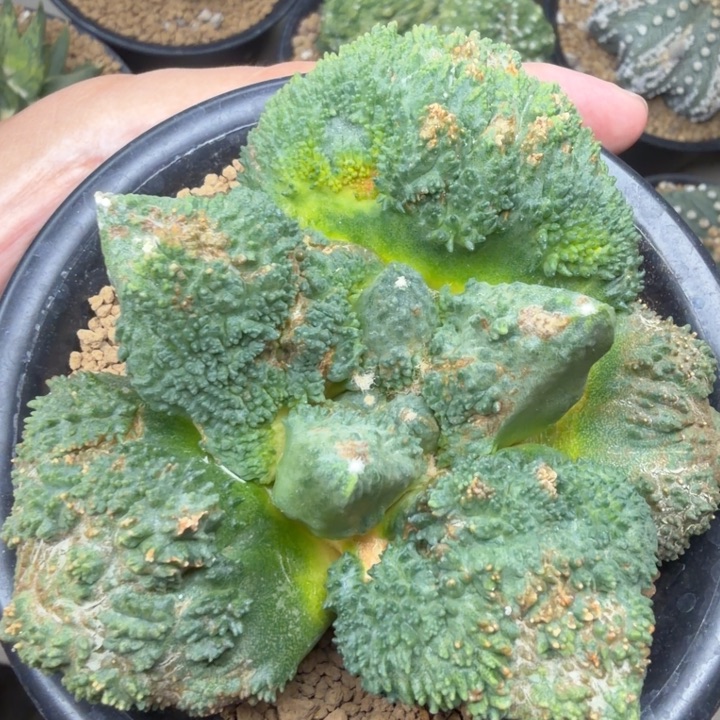 蓝色超级哥斯拉外星血怒锦