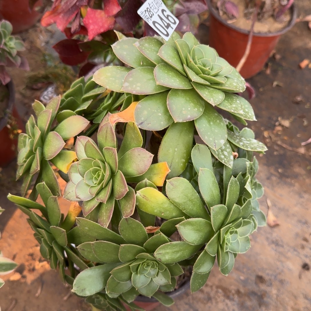 绿豆多肉046满28包邮断枝不包