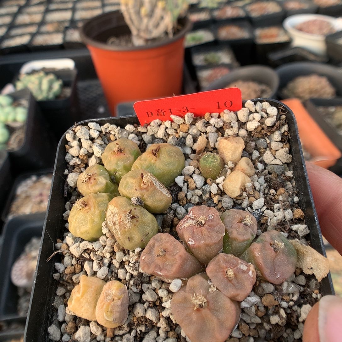 1-3-10   烧麦一盆