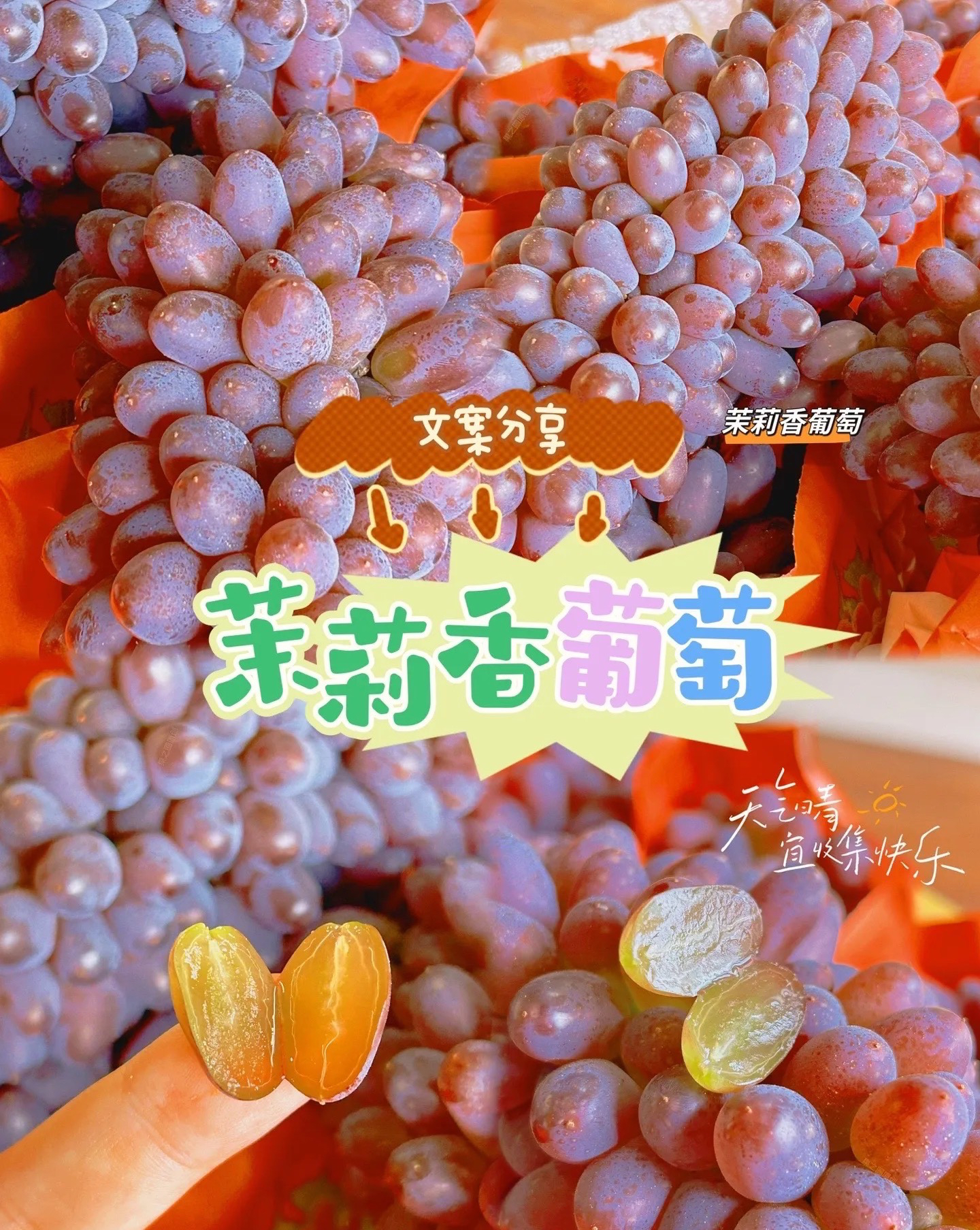 新鲜现摘茉莉香葡萄饱满多汁当季水果6斤