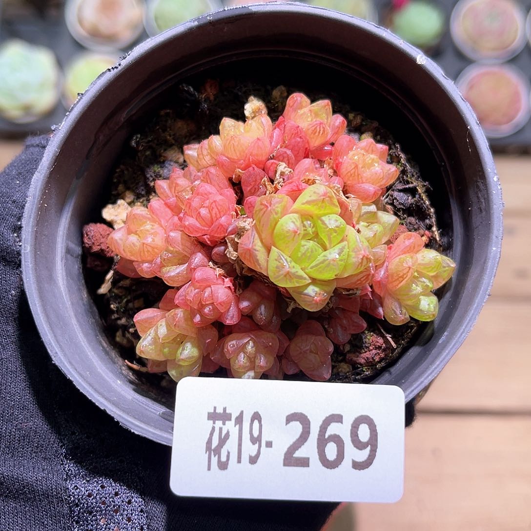 花利美19-269草玉露