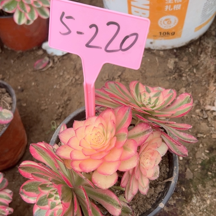 5-220荔枝多肉植物