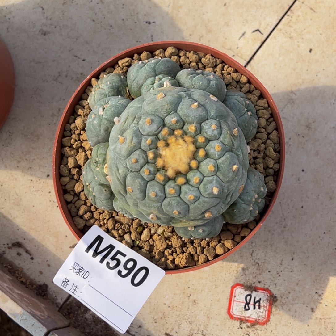 m590带盆性价比佛头群