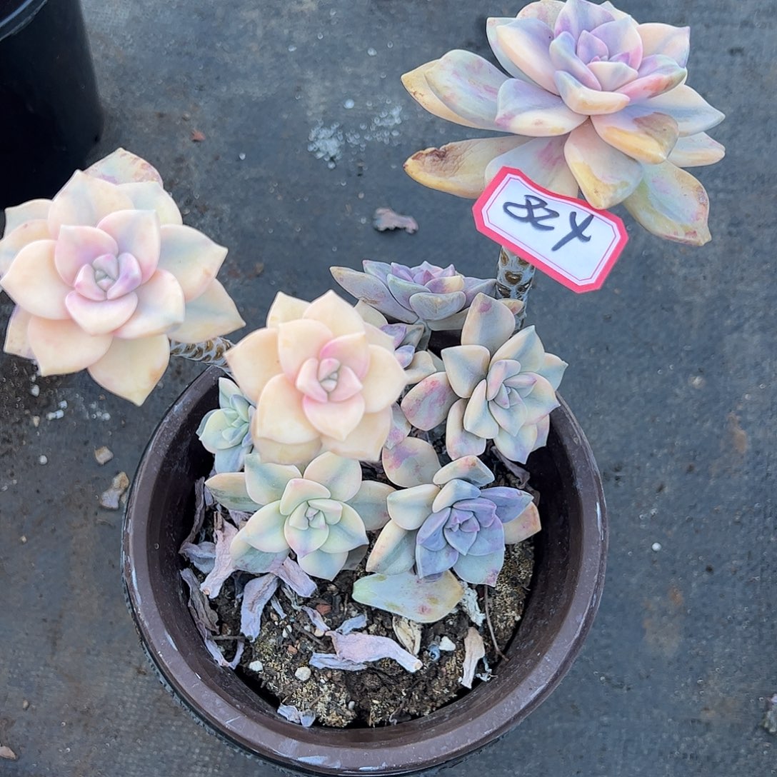 824号紫乐锦，一物一拍