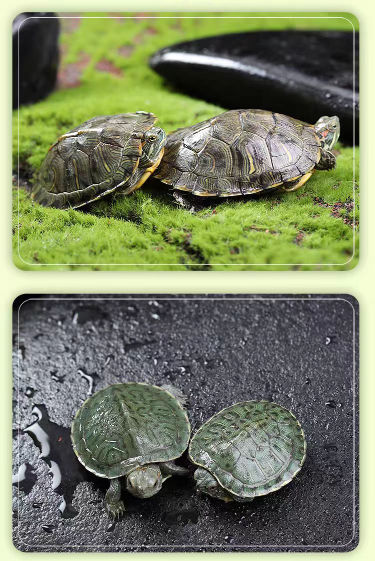 宠物活体链接一物一拍