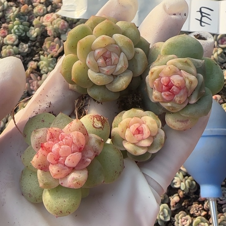 43 号王者系列多肉一盒