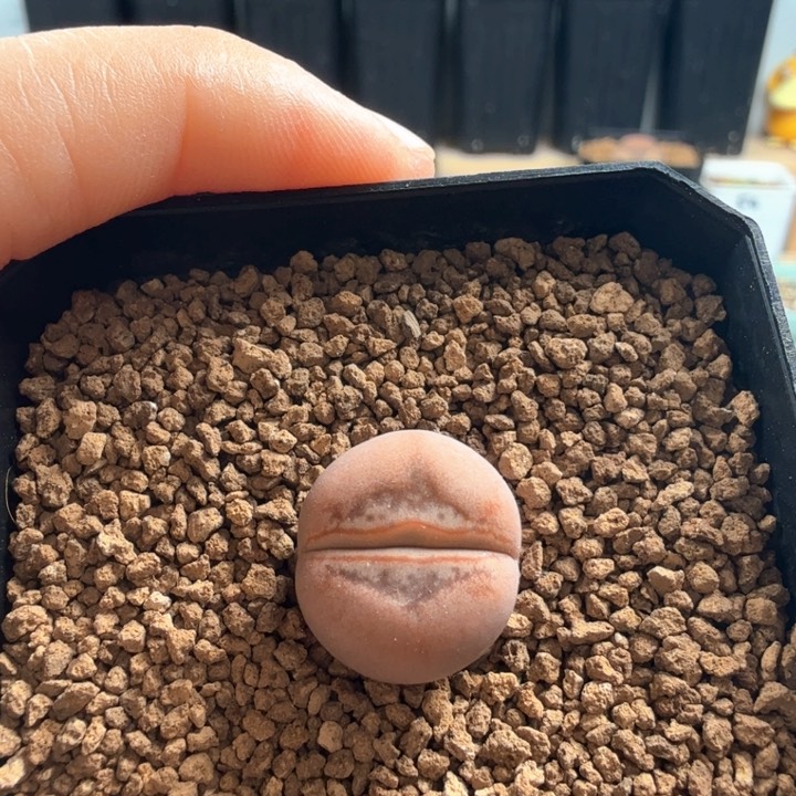 丑娥 1.5厘米 带盆发