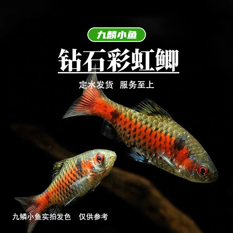九鳞小鱼 【钻石彩虹鲫】  小型观赏鱼热带鱼灯科鱼草缸
