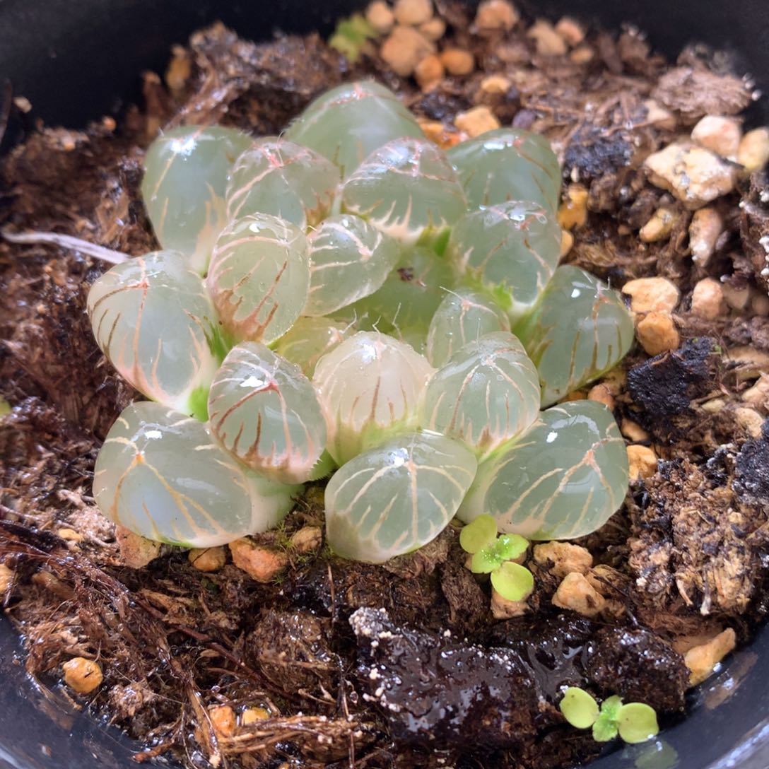 宫灯玉露锦，带盆