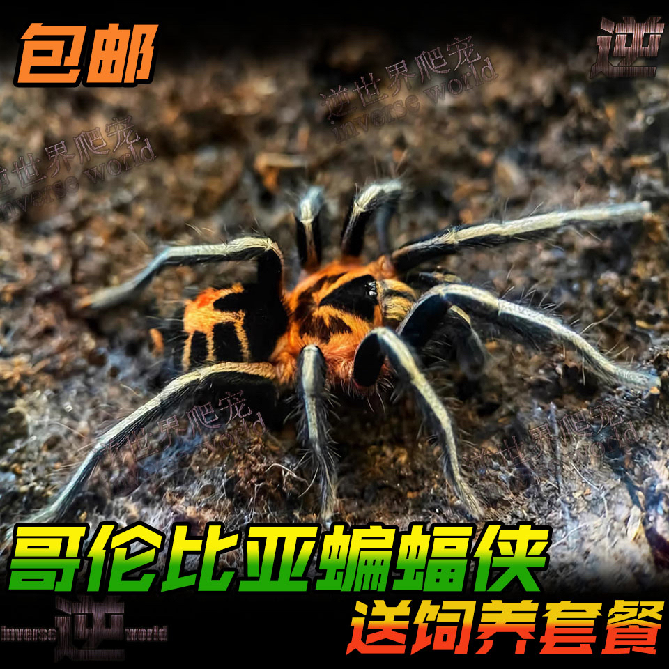 哥伦比亚蝙蝠侠 活体蜘蛛Cyriocosmus leetzi蝙蝠侠侏儒