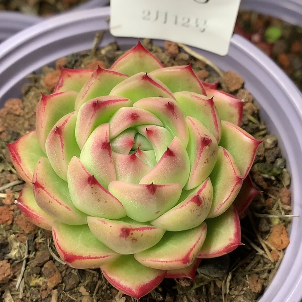 【闪购商品】云785