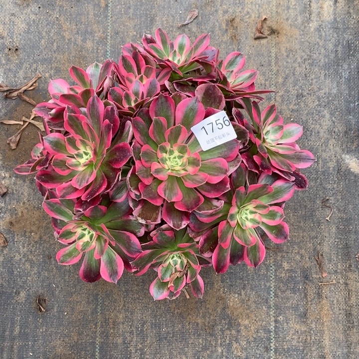 妖月多肉断头不包1756