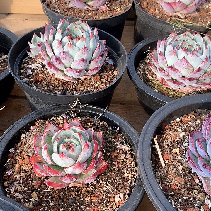 106惊鸿仙子单头 福利多多