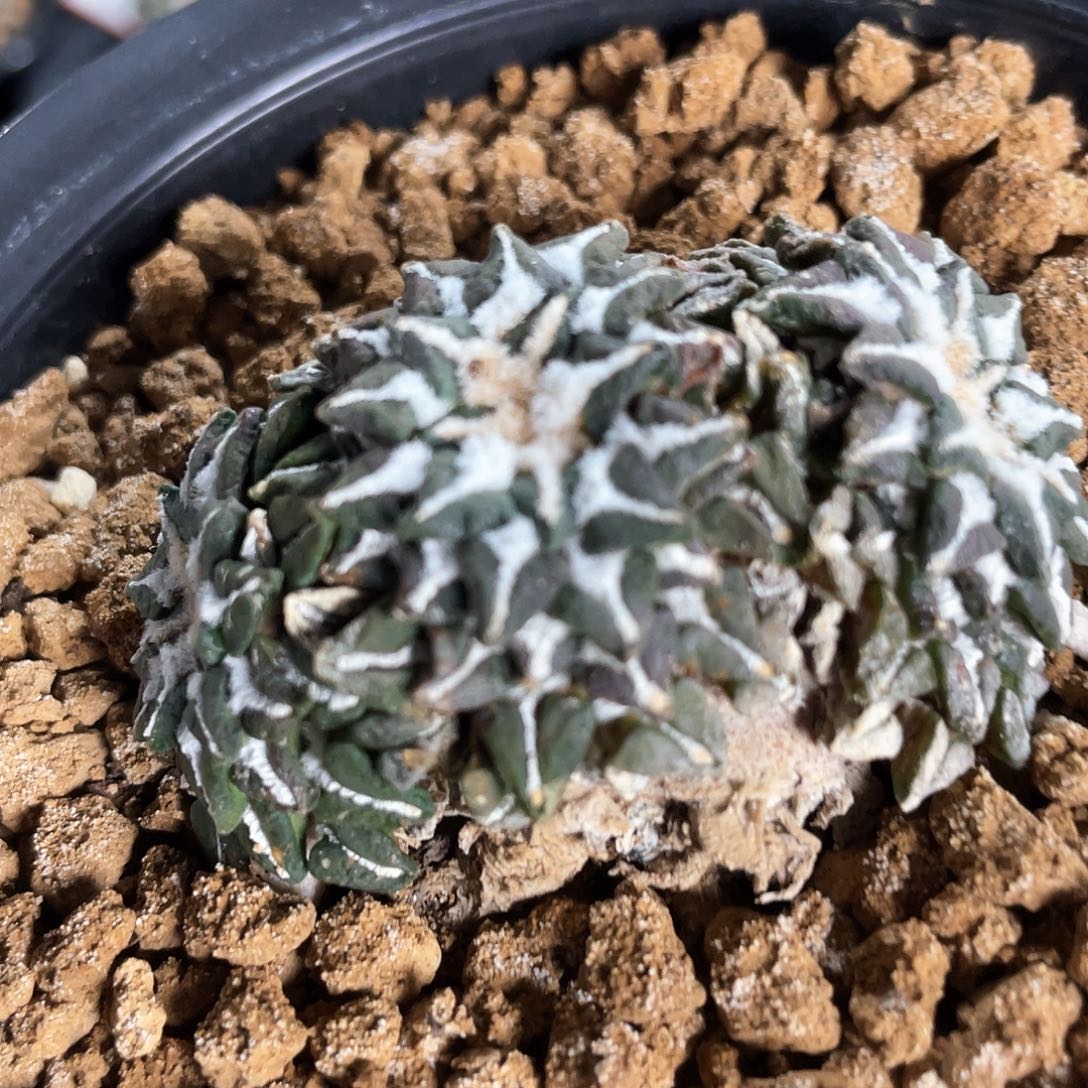 31号自根特小尤姬牡丹