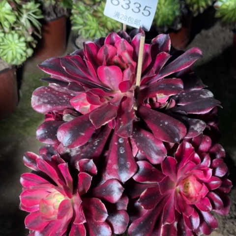 美杜莎多肉多肉6335