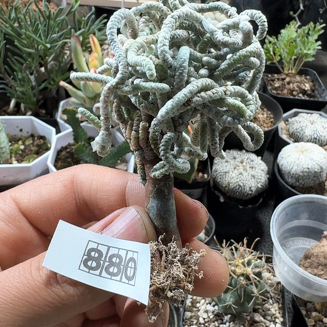 880银蚕实生脱土发货