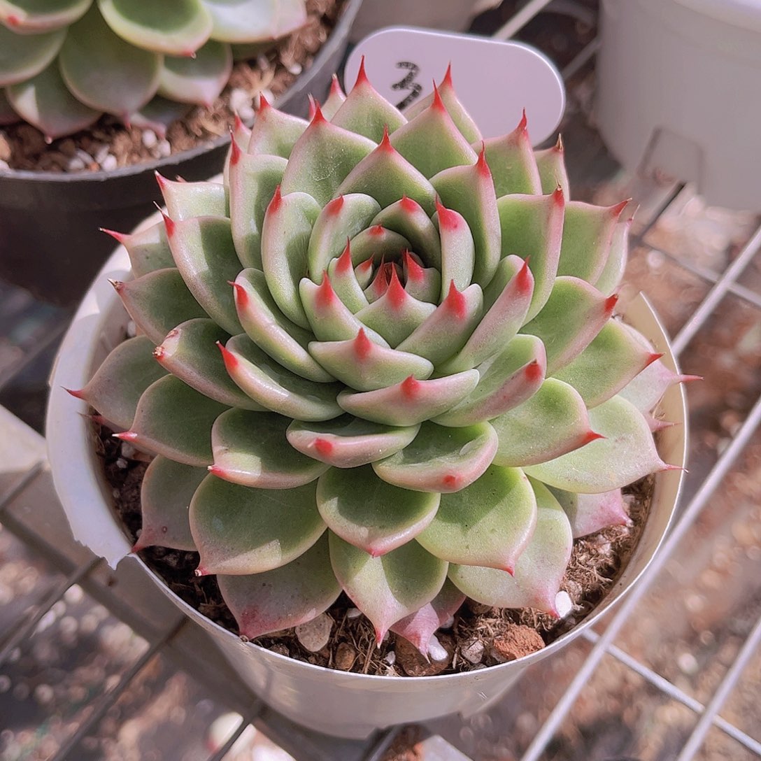 托斯卡内利11公分88999999