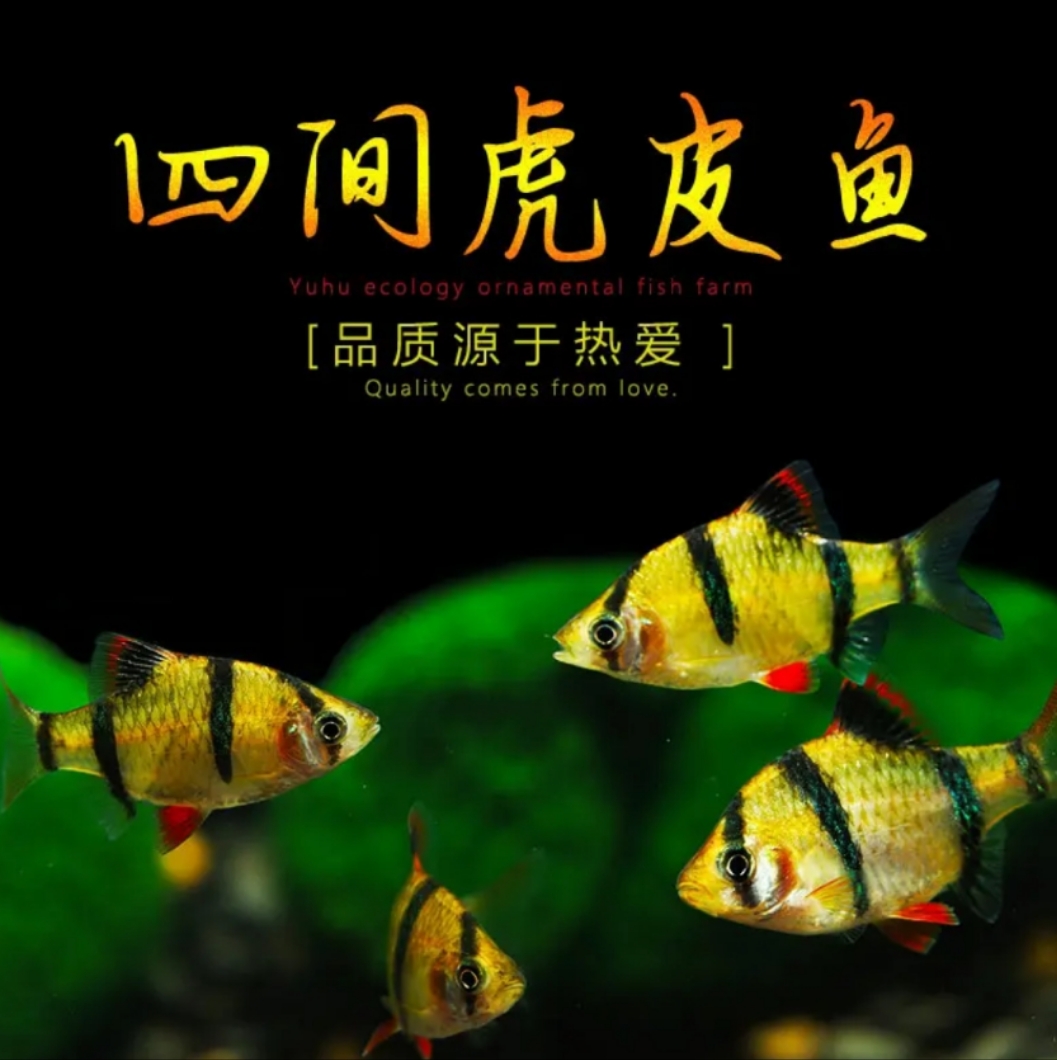 热带鱼 新手好养虎皮鱼小型热带观赏鱼活体耐活适合家养黄虎皮