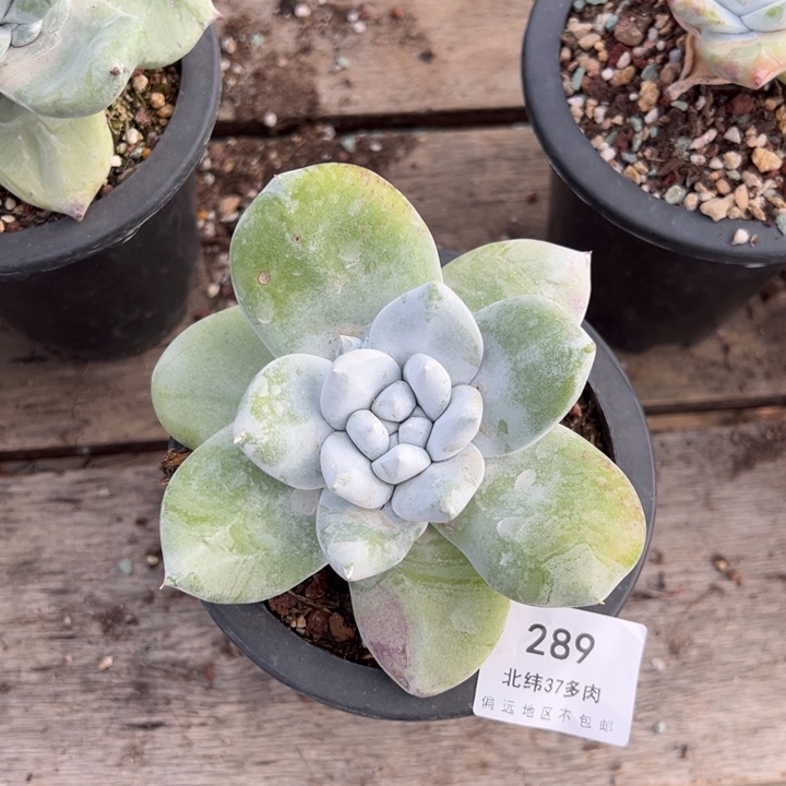 289哈哈哈哈哈哈哈哈