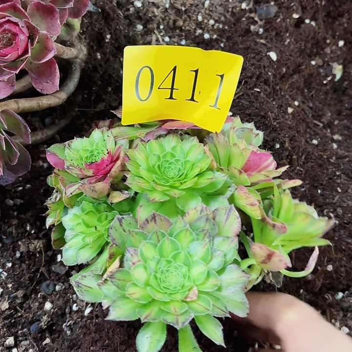 多肉植物知否0411