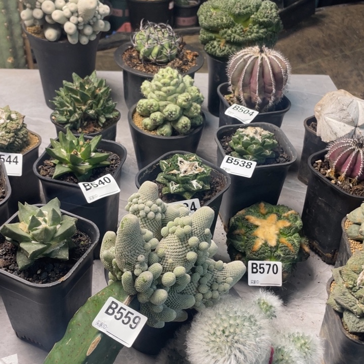 559小人帽一个大群