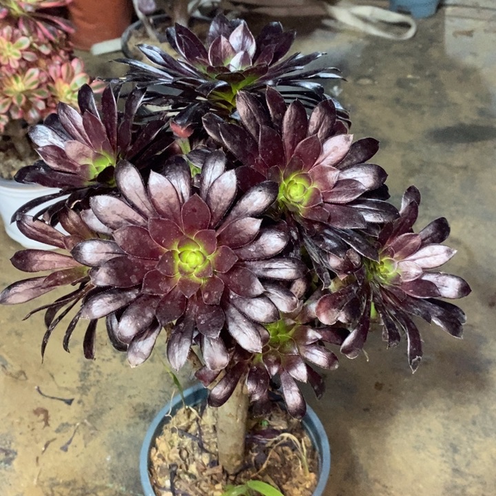 墨法多肉植物6。  