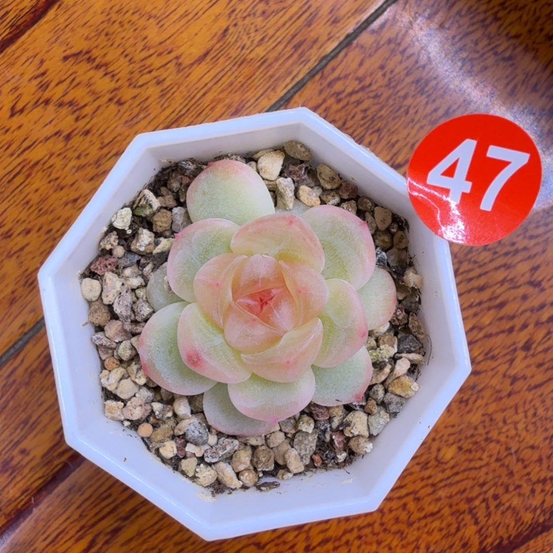 47号甜心童话一物一拍