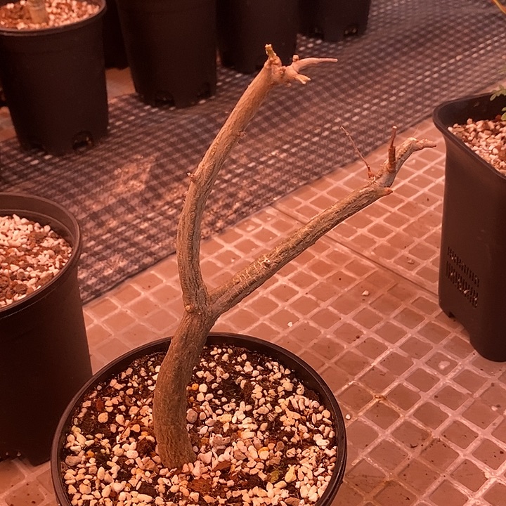 编***7盲盒块根实生带盆