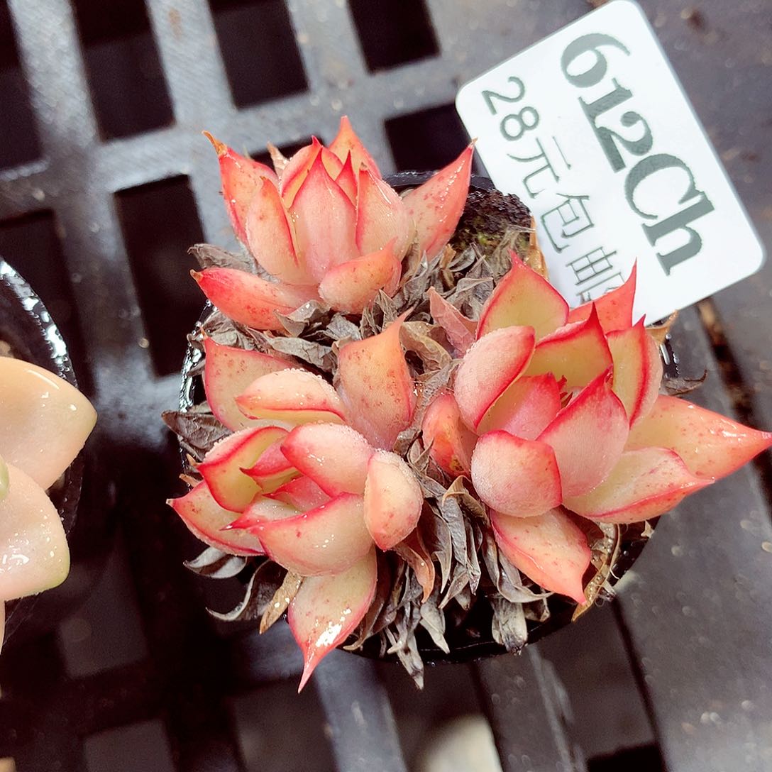 5厘米盆精控多肉612