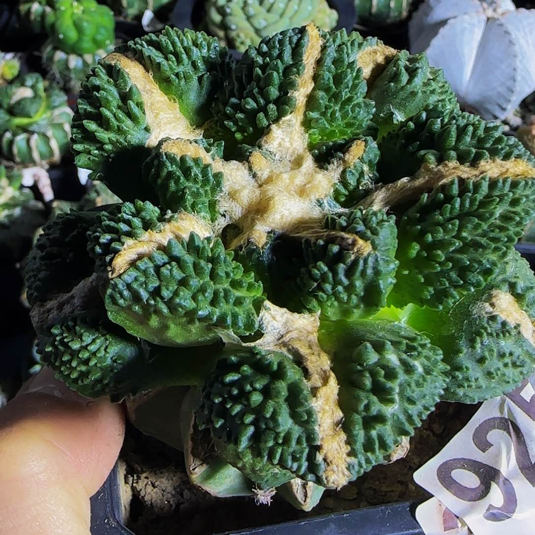 中筋哥斯拉925仙人球