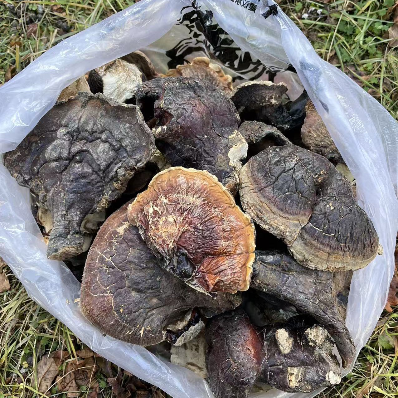 ［西藏收货］西藏波密野生松杉灵芝 大号