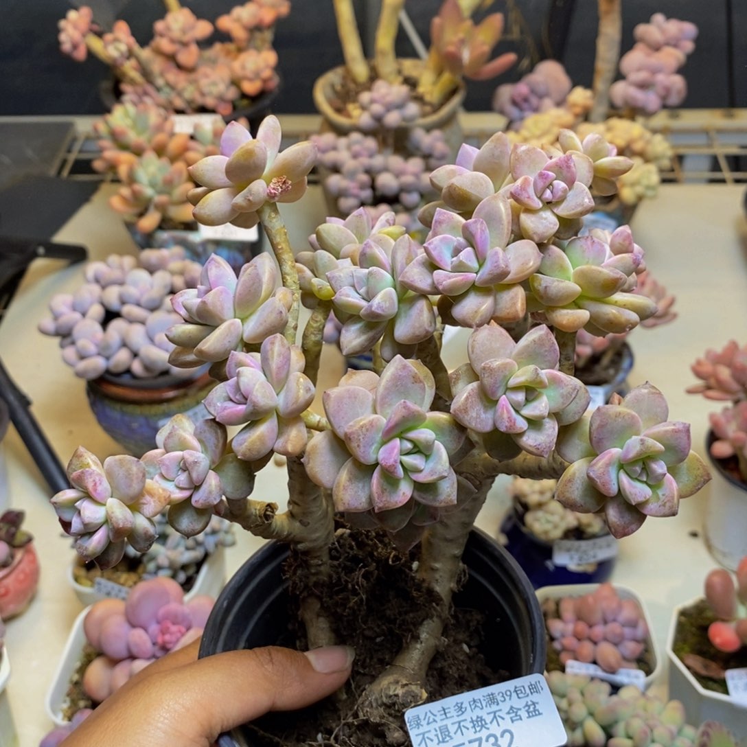 732淡雪朵朵有断枝