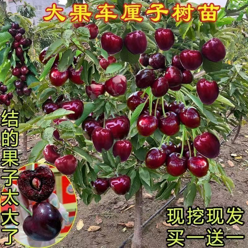 车厘子树樱桃树南北种植庭院种植当年结果车厘子车厘子