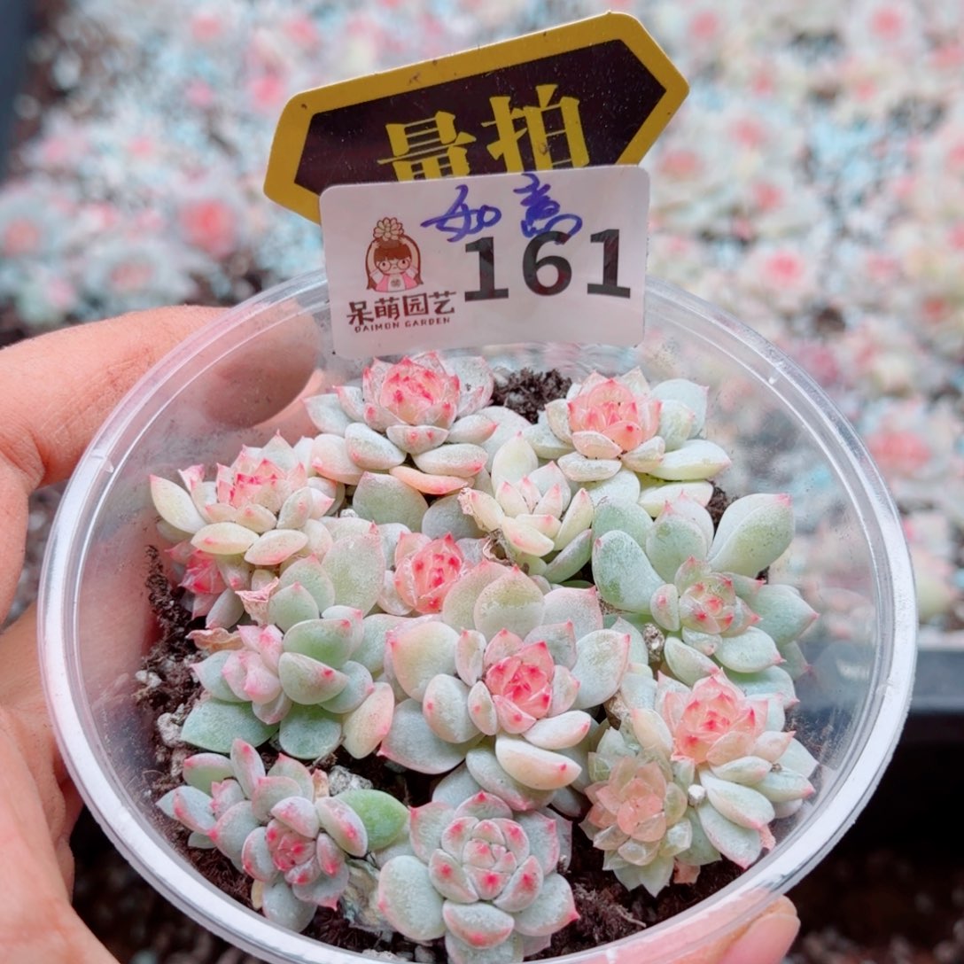 多肉植物多肉植物