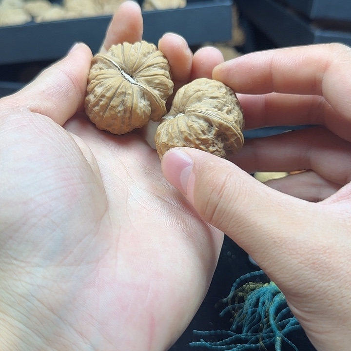 蟒***.龙脊菩提吊坠啊啊啊啊啊啊啊南瓜4