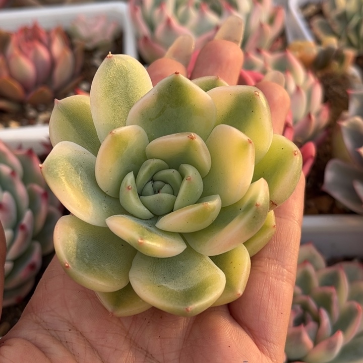 多肉锦头盖一颗价格