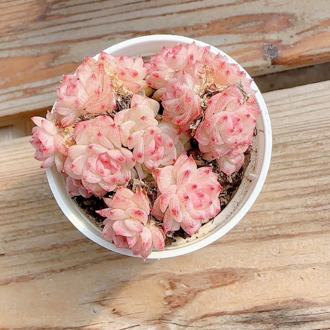 酷***少1229-34（小魔仙）专拍