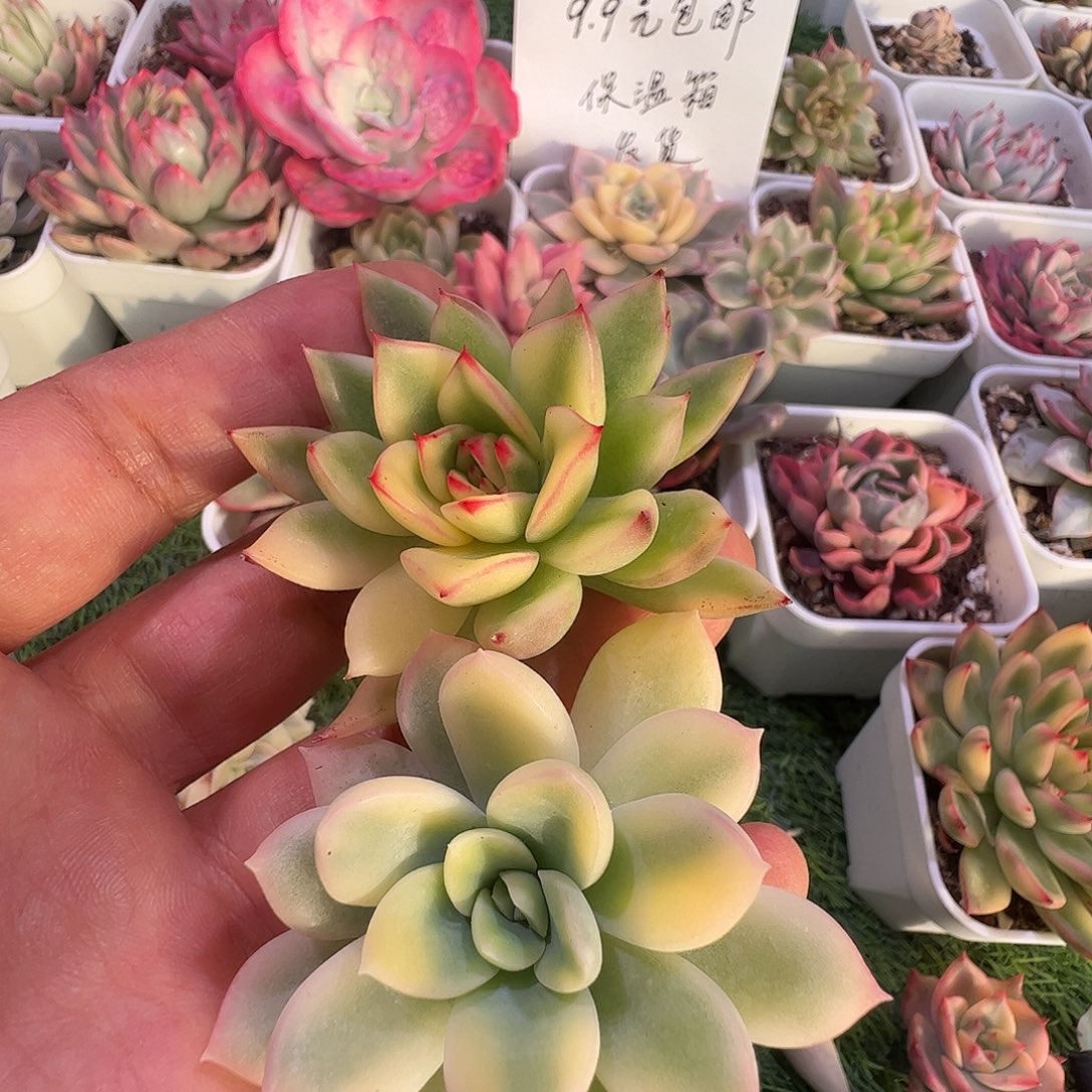 两***牛多肉植物多肉植物