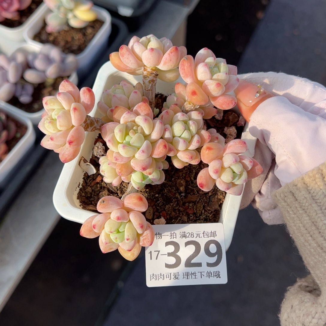 樱花罗绮多肉多肉多肉多肉