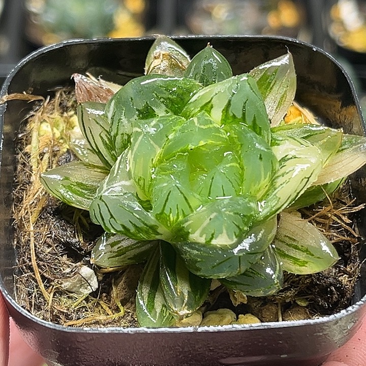 217龙鳞玉露锦头家多肉十二卷