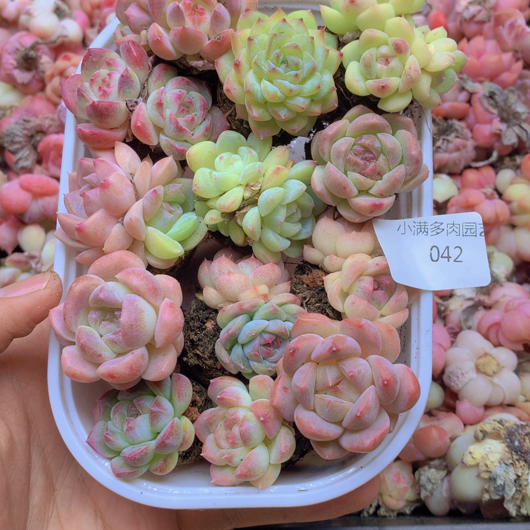 我要去买东西了啊我042