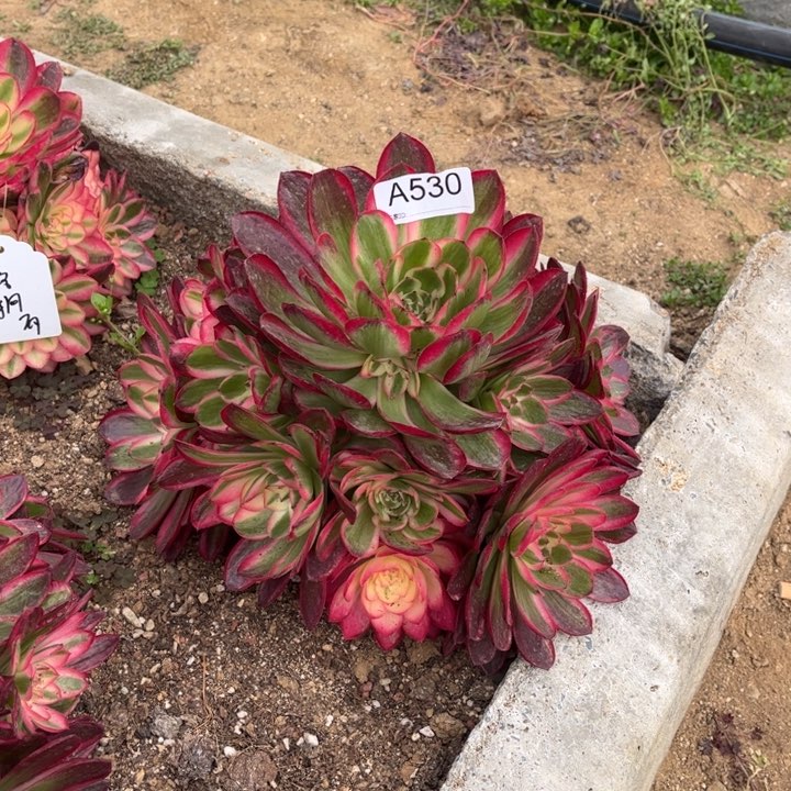 晓*530倾城多肉植物