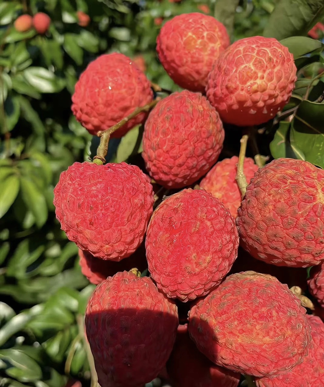 广东茂名白糖罂荔枝当季现摘无酸新鲜多汁肉厚核小