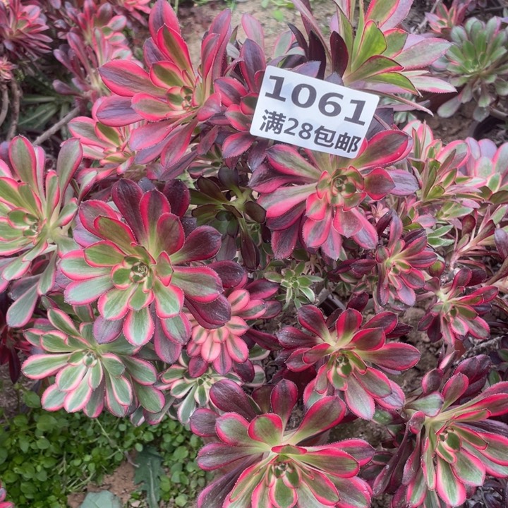 1061一号棚香奈尔母本B